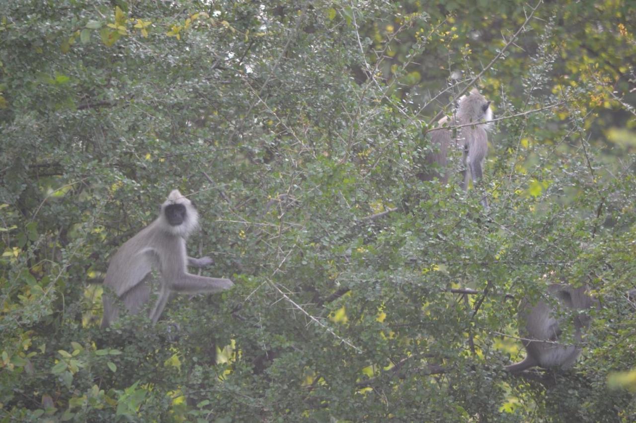 Dinesh Safari Homestay Udawalawe Esterno foto